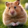 Pourquoi mon hamster couine quand il dort causes et solutions