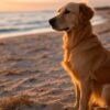 Plages acceptant les chiens en France
